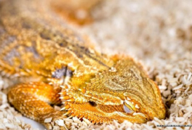 Lizards share sleep patterns with humans